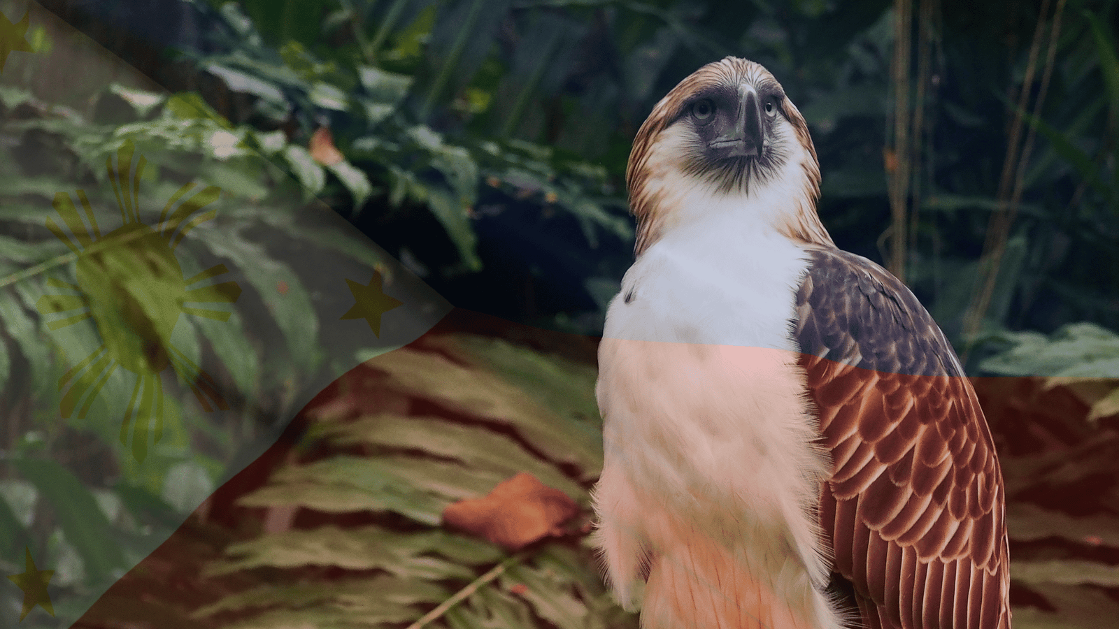 The Fraternal Order of Eagles (Philippine Eagles) | Service Through Strong Brotherhood